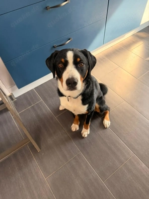 Appenzeller Sennenhund aus Zeitgründen abzugeben