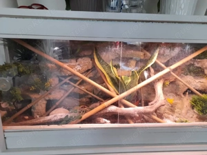 3 Madagaska Taggeckos mit Terrarium und Zubehör 