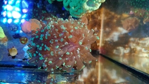 Korallenableger Euphyllia