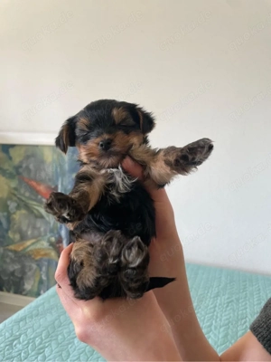 Mini Yorkshire Terrier Welpen   3 Jungen suchen liebevolles Zuhause   geboren 13.02.2026