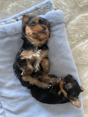 Mini Yorkshire Terrier Welpen   3 Jungen suchen liebevolles Zuhause   geboren 13.02.2026