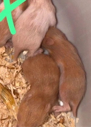 6 von 15 Goldhamsterbabys zu verkaufen Ende März  Anfang April 