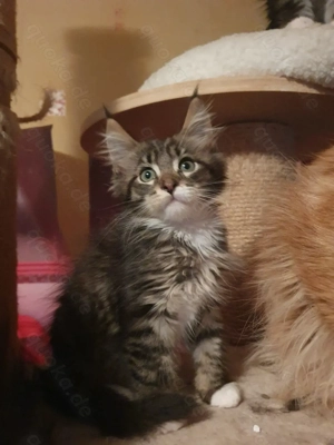 Reinrassige Maine Coon babys xxl