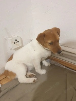 jack Russell Terrier 