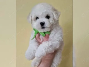 Der perfekte Bichon Frise Welpe (männlich)