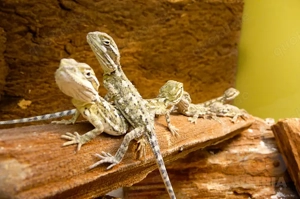 Suche  Zwergbartagame 