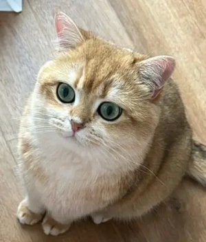 BKH Deckkater Black Golden Shell