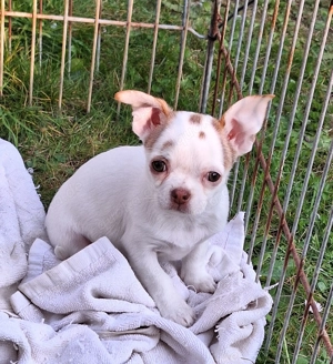 Chihuahuawelpen (weiblich und männlich) suchen ein neues zu Hause