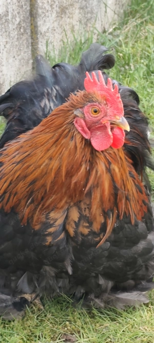 Zwergcochin Hähnchen  Bild 2
