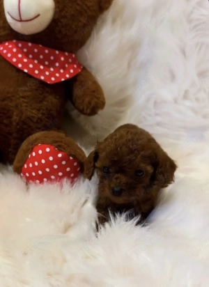 Verkaufe meine Tea Cup Toy Pudel Welpe