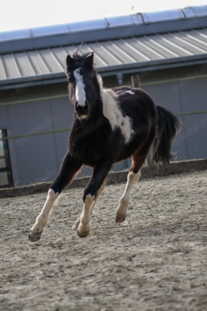 Hengst Lewitzer Schecke  Bild 2