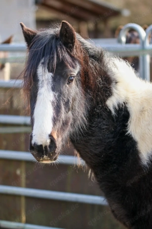 Hengst Lewitzer Schecke  Bild 6
