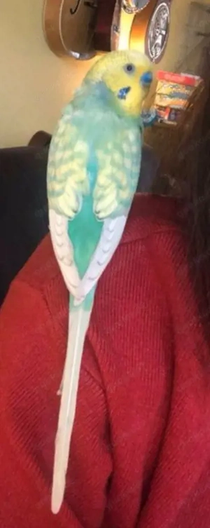 Zwei süße Wellensittiche