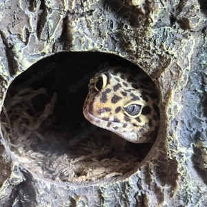 Leopardgecko 1.0 mit Terrarium