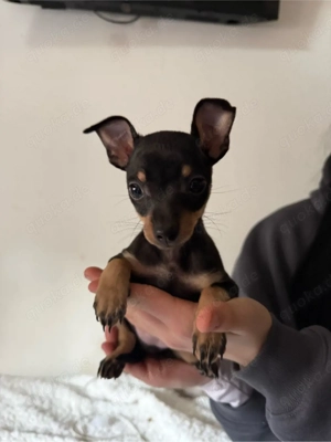 zwergpinscher hündin
