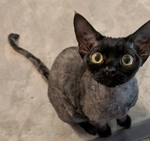 Devon Rex Kater