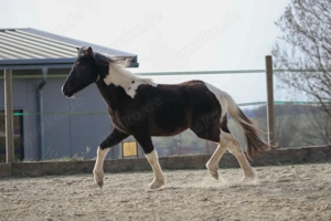 Lewitzer Scheck Hengst  Bild 3