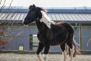 Lewitzer Scheck Hengst  Bild 5