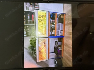 Bartagamen Luna und Linus inkl. Terrarium Kunststoff 