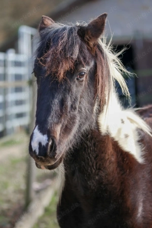 Lewitzer Scheck Hengst  Bild 4