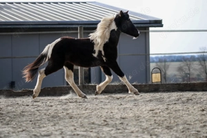 Lewitzer Scheck Hengst  Bild 2