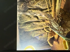 Bartagamen Luna und Linus inkl. Terrarium Kunststoff 