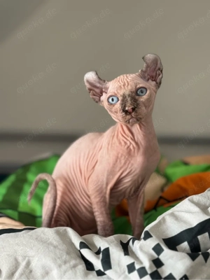 Sphynx Mädchen    blauäugige Point-Kitten   verschmust & auszugsbereit