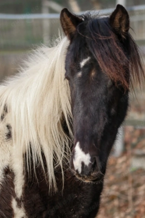 Lewitzer Scheck Hengst  Bild 7