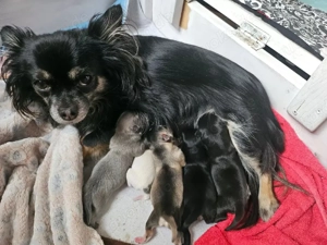 Tolle Chihuahua Mischung mit Abstammungsurkunde geimpft und gechipt