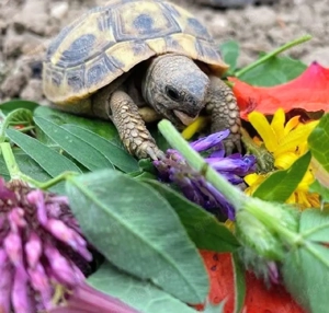 Griechische Landschildkröten