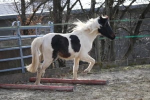 Lewitzer Scheck Stute  Bild 4