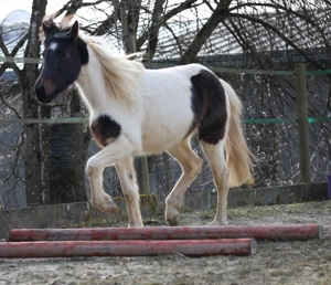 Lewitzer Scheck Stute  Bild 7