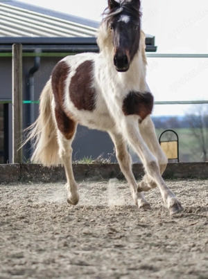 Lewitzer Scheck Stute 