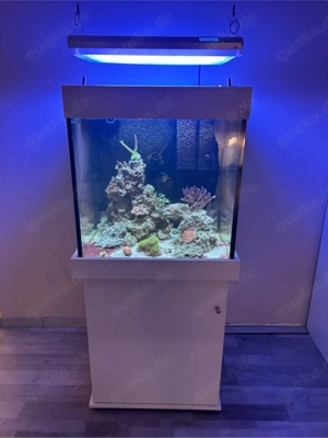 Meerwasser Aquarium 200l mit Technik Inhalt auch zu haben