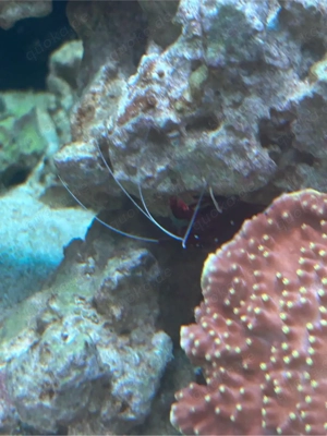 Meerwasser Aquarium Auflösung