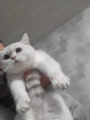 kater sucht ein neues zuhause 