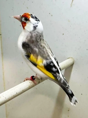 stiglitz Mayor hahn abzugeben 