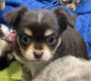Chihuahua   Bezaubernder Chihuahua-Welpe sucht liebevolles Zuhause    Mit Liebe