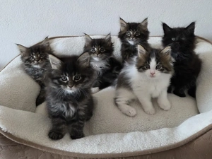 Wunderschöne Main Coon Kitten - liebevoll aufgezogen, pärchenweise abzugeben