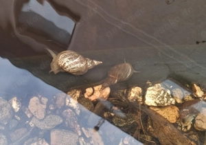 Spitzschlamm Teichschnecken