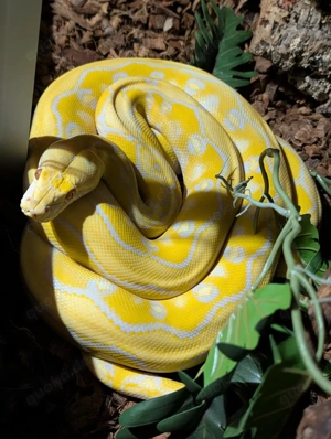 1.0 SD Netzpython Sunfire Lavender 