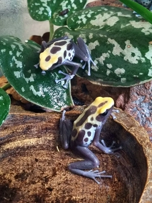 Zuchtpaar Dendrobates Tinctorius Patricia