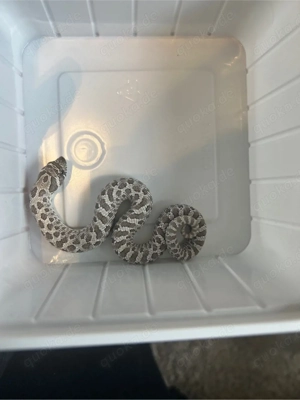 Hakennasennatter Axanthic 100% het Albino 