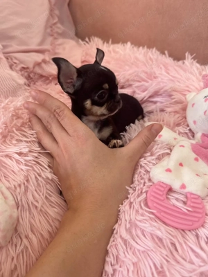 Mini Chihuahua Hündin  Bild 3