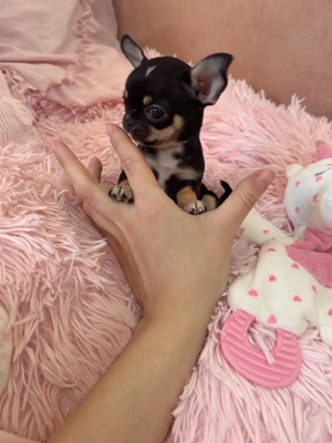 Mini Chihuahua Hündin 