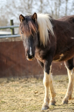 Lewitzer Scheck Stute  Bild 3