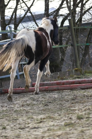Lewitzer Scheck Stute  Bild 5