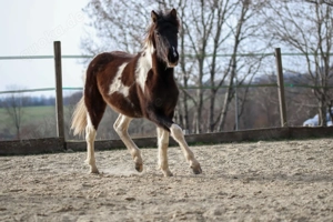 Lewitzer Scheck Stute  Bild 7