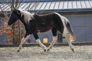Lewitzer Scheck Stute  Bild 2