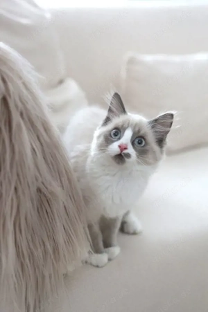   Ragdoll Kitten Wurfankündigung April 2026   liebevolle Aufzucht  